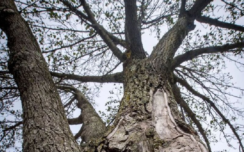 Kerry Kellam Certified and Consulting Arborist
