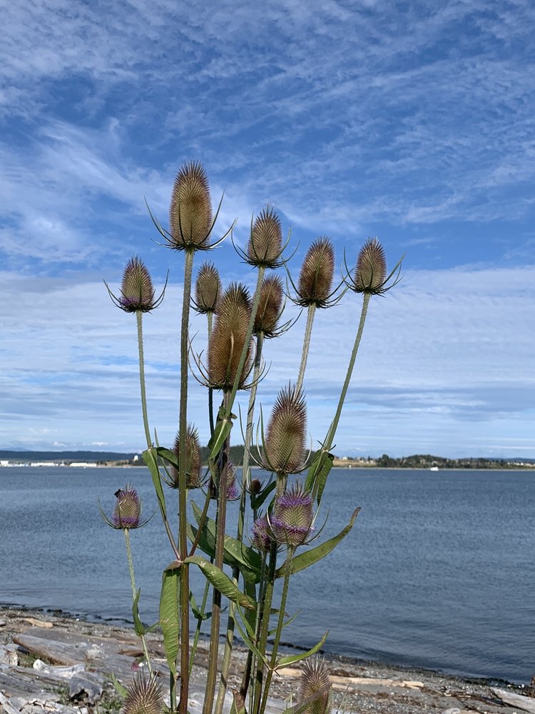 Blanco Express Garden