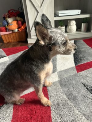 VIPet Grooming Salon