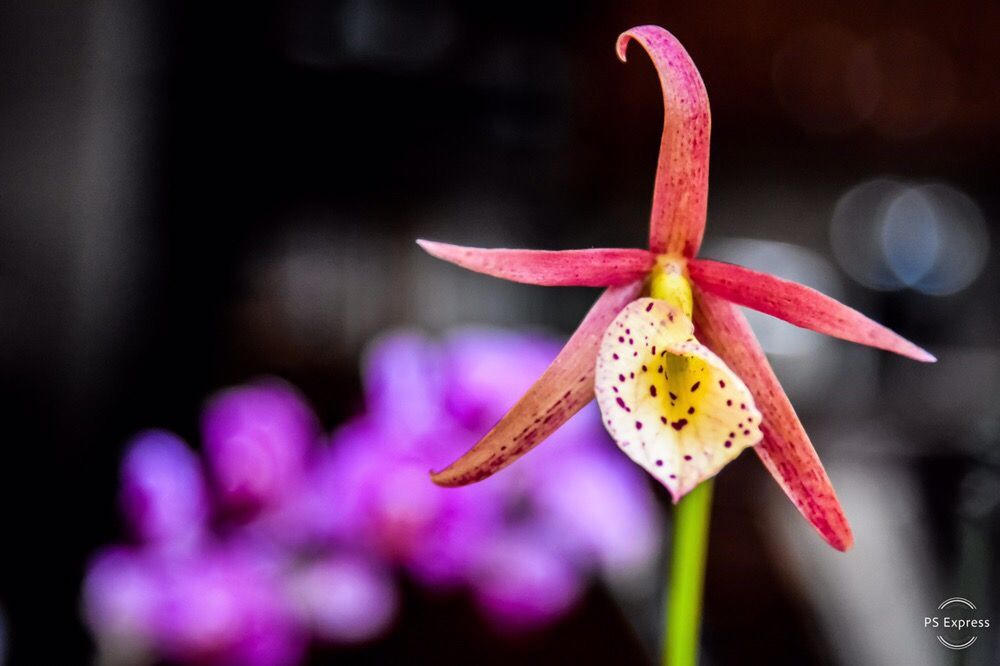 Orchids For You Wholesale