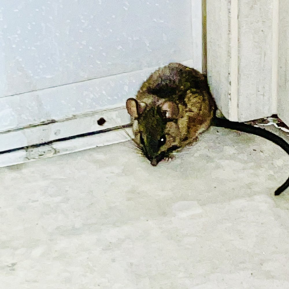 Antech Wildlife Control