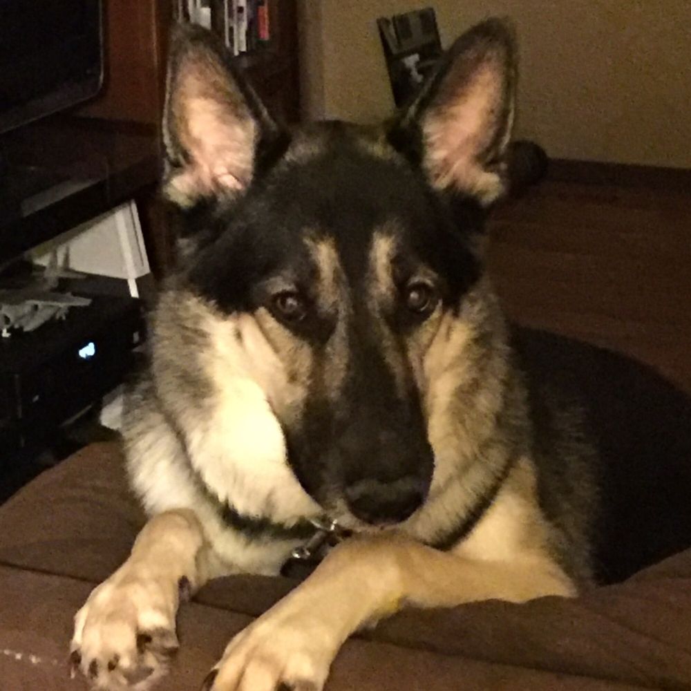 Maximum K9 Service Pet Training 1011 Grand Blvd, Deer Park, NY Phone Number Yelp