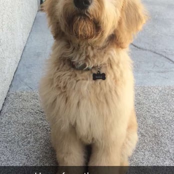Dog Grooming Westlake Village Dog Grooming Westlake Village