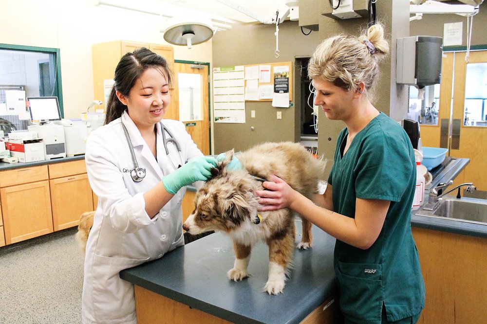 Indian Tree Animal Hospital