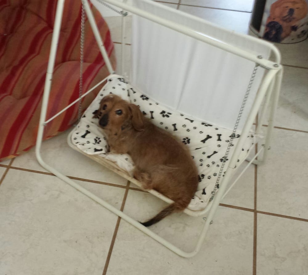 Shadow's Retreat Boarding Kennel