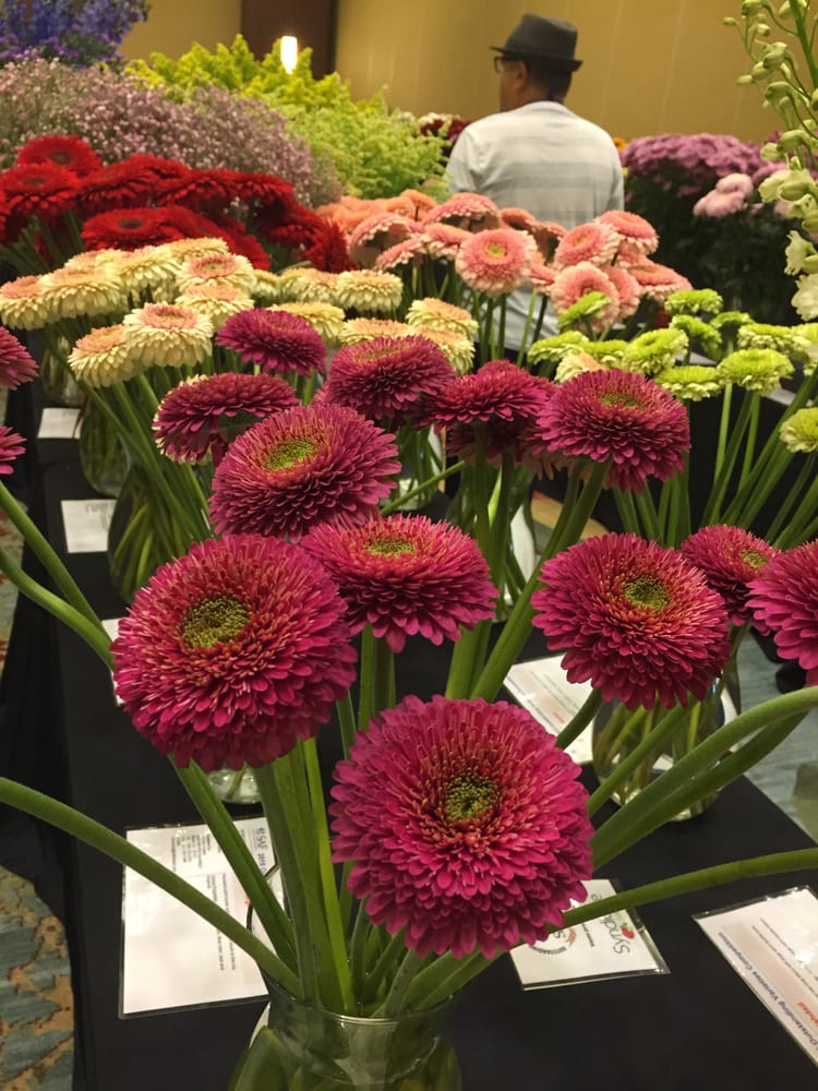 Burgundy Matsumoto Yelp Photo Of Fort Lauderdale Flower Market Fl United States Burgundy