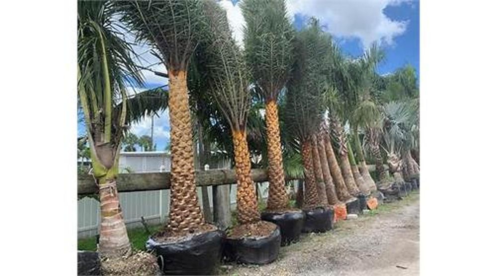 Palm Trees Direct