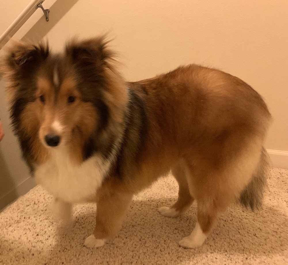 Great Dog