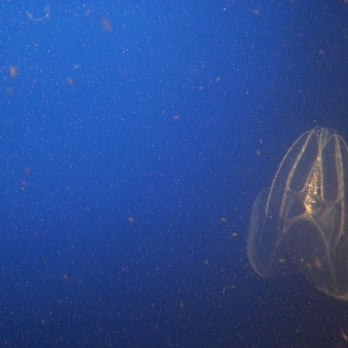 jellies experience at the