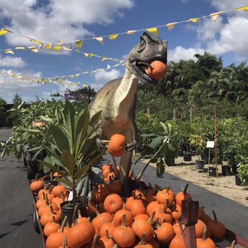 Flamingo Road Nursery 646 Photos 143 Reviews Nurseries Flamingo Road Nursery 646 Photos 143 Reviews Nurseries Gardening 1655 S Rd Davie Fl Phone Number Yelp