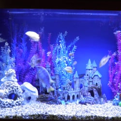 aquarium designs by michael