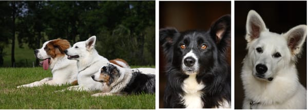 dressage chien haute savoie