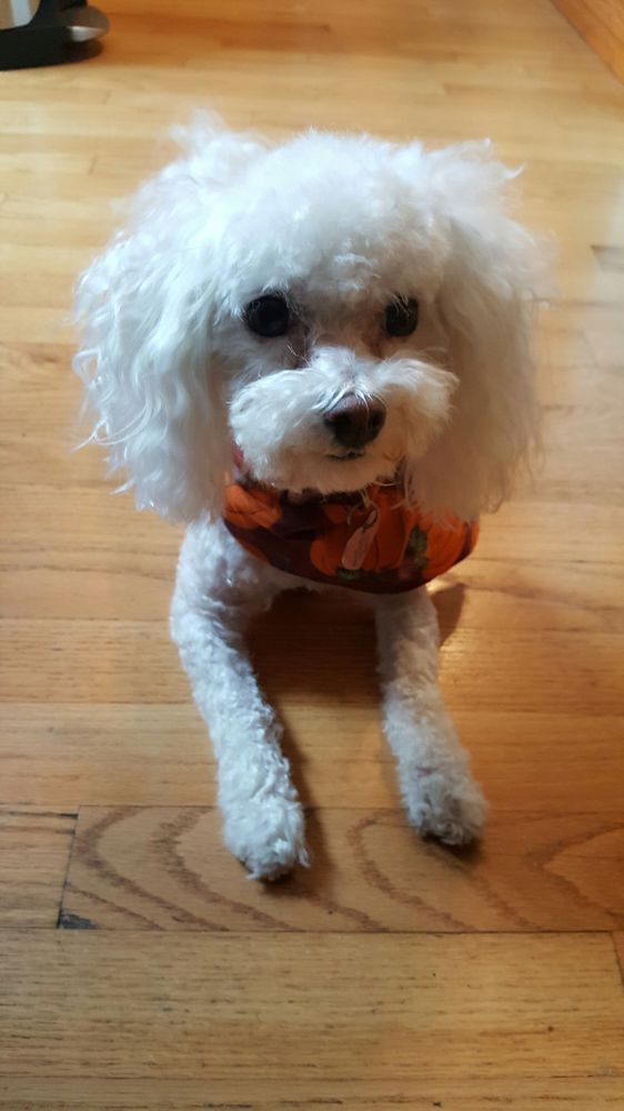 Looking Good Dog Grooming - Pet Groomers - 6366 S Cass Ave, Westmont, IL - Phone Number - Yelp