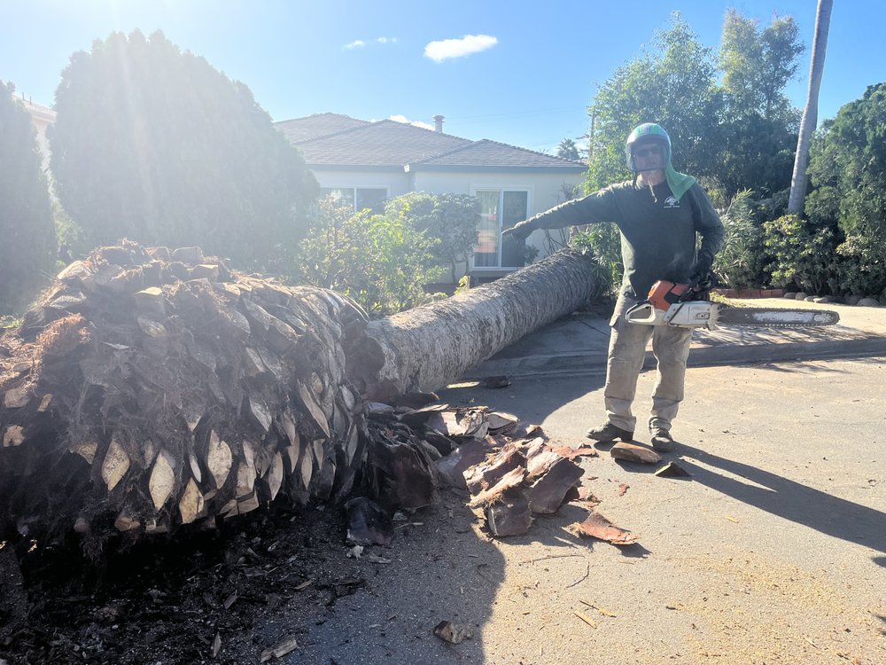 Sean McNeil Tree Service