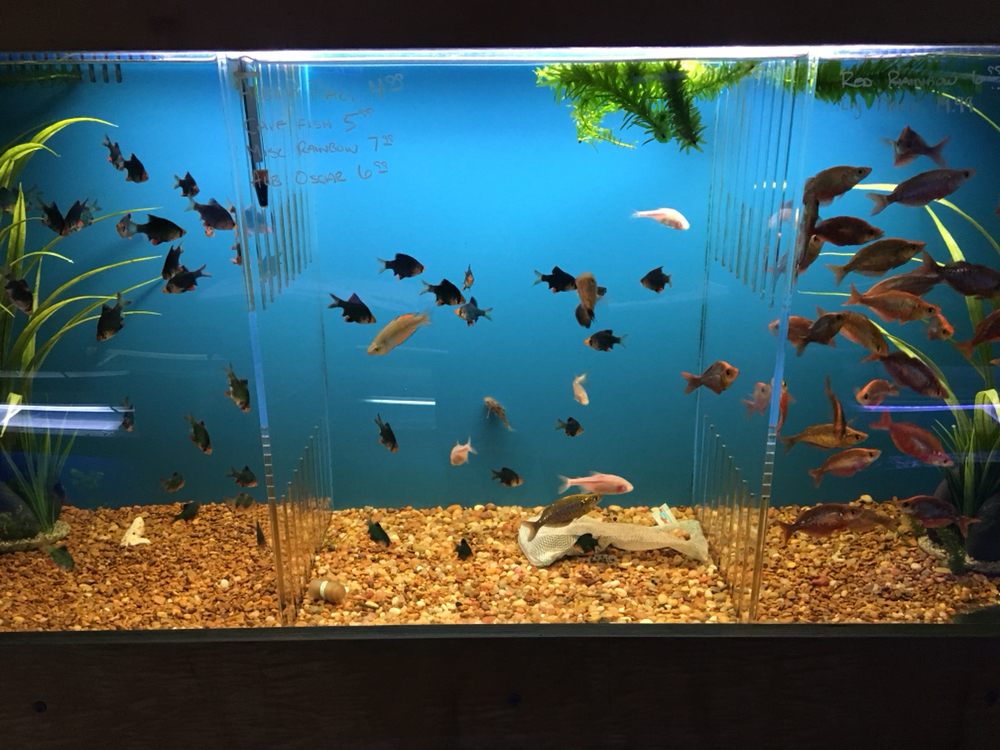 aquarium centers near me