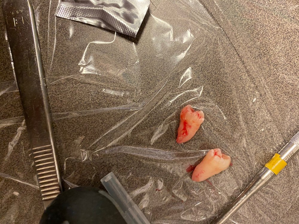 image of business Mammoth Dental