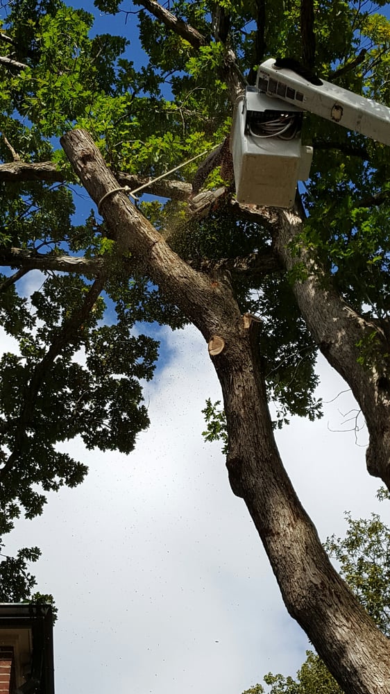 Kevin Elliott's Tree Service
