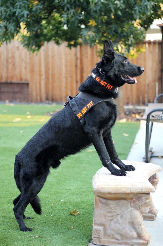 K9 Tactical Gear 17 Photos Pets 2200 Sierra Meadows Dr, Rocklin