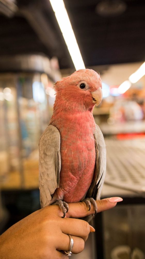 Carters Pet Mart 93 Photos & 106 Reviews Pet Stores 909 W March