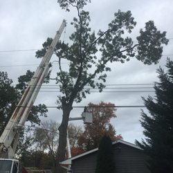 Accurate Tree Service 19 Photos 17 Reviews Services Photo Of Accurate Tree Service Neptune Nj United States
