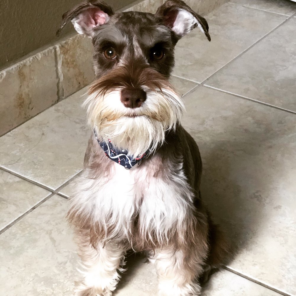 Paws World Pet Grooming