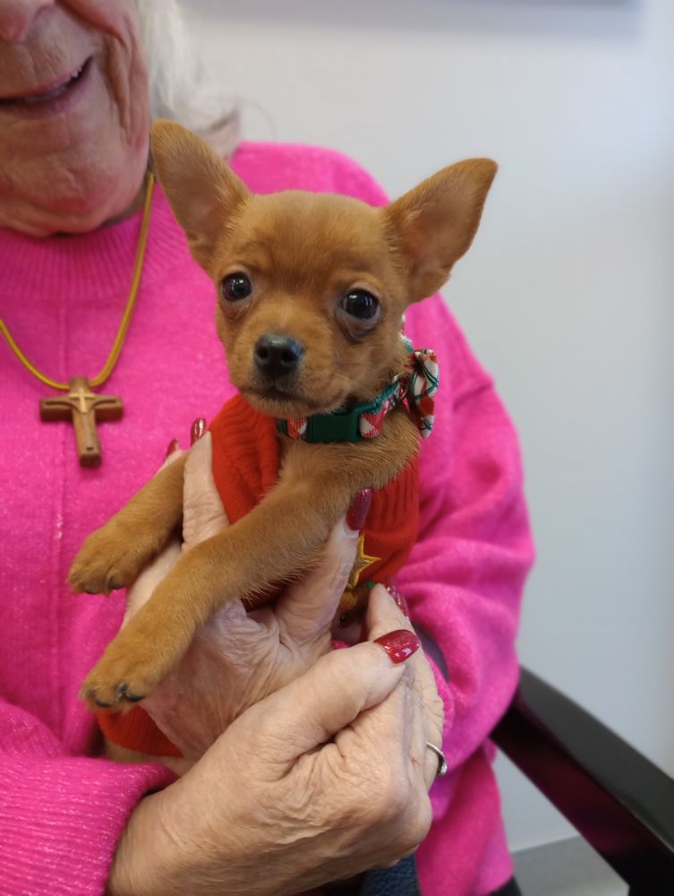 Gaston Low-Cost Spay/Neuter Clinic