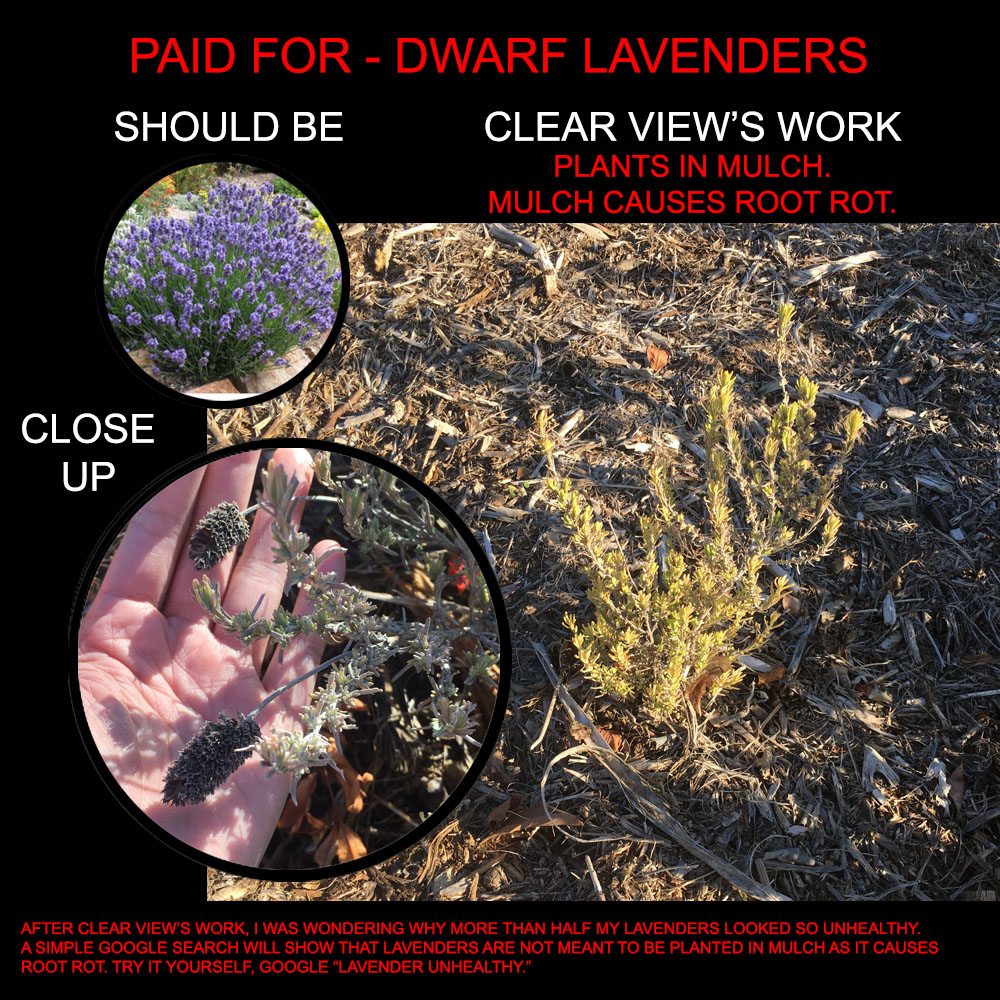 Clear View Tree Services