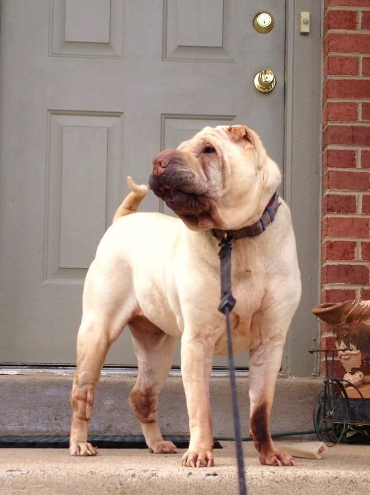 One of a Kind K9