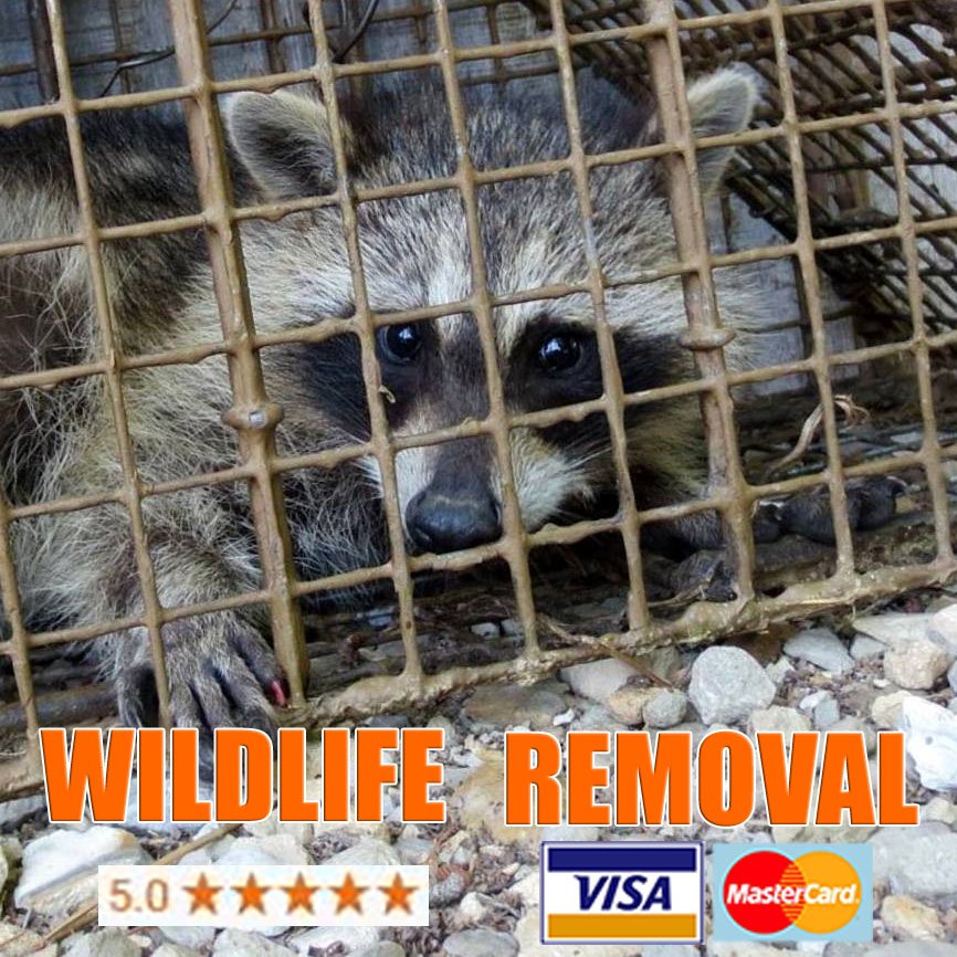 wildlife removal specialist