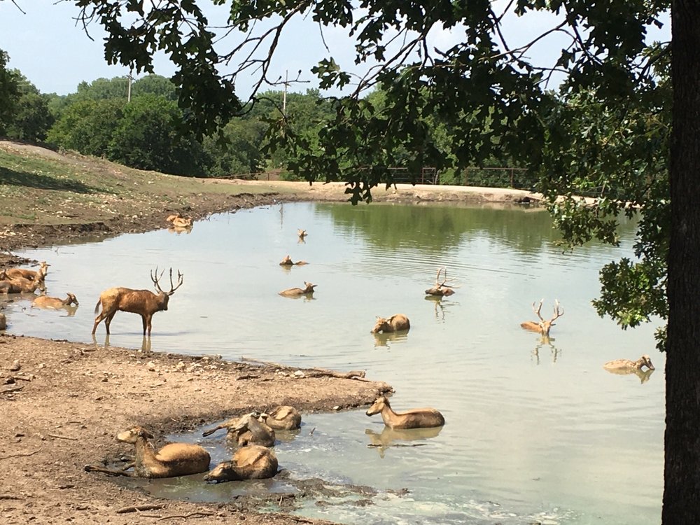 Photo of Arbuckle Wilderness