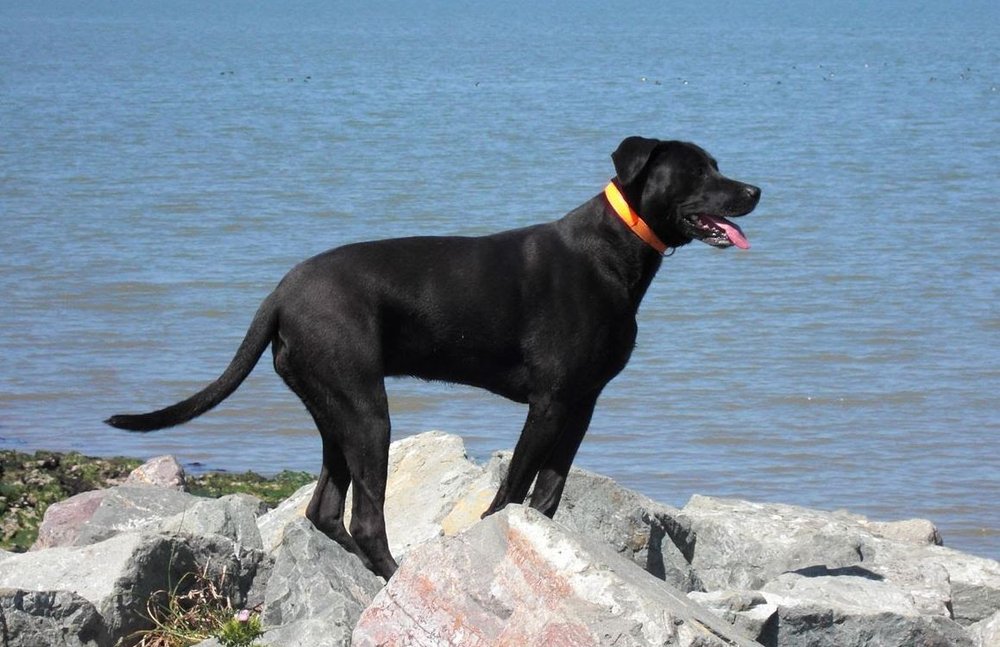 Dr. Veterinary House Calls 10 Photos & 45 Reviews