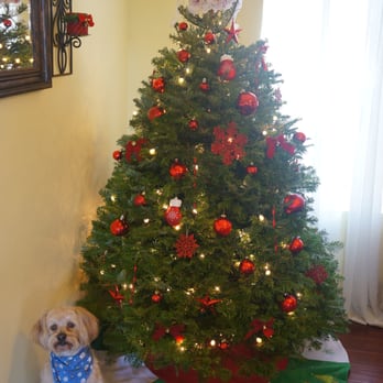 pinery christmas trees 19 reviews christmas trees pinery christmas trees 19 reviews christmas trees