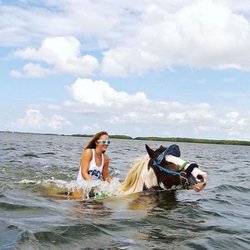 C Ponies Beach Horseback Rides 12 Photos Riding Photo Of C Ponies Beach Horseback Rides St Petersburg Fl United States