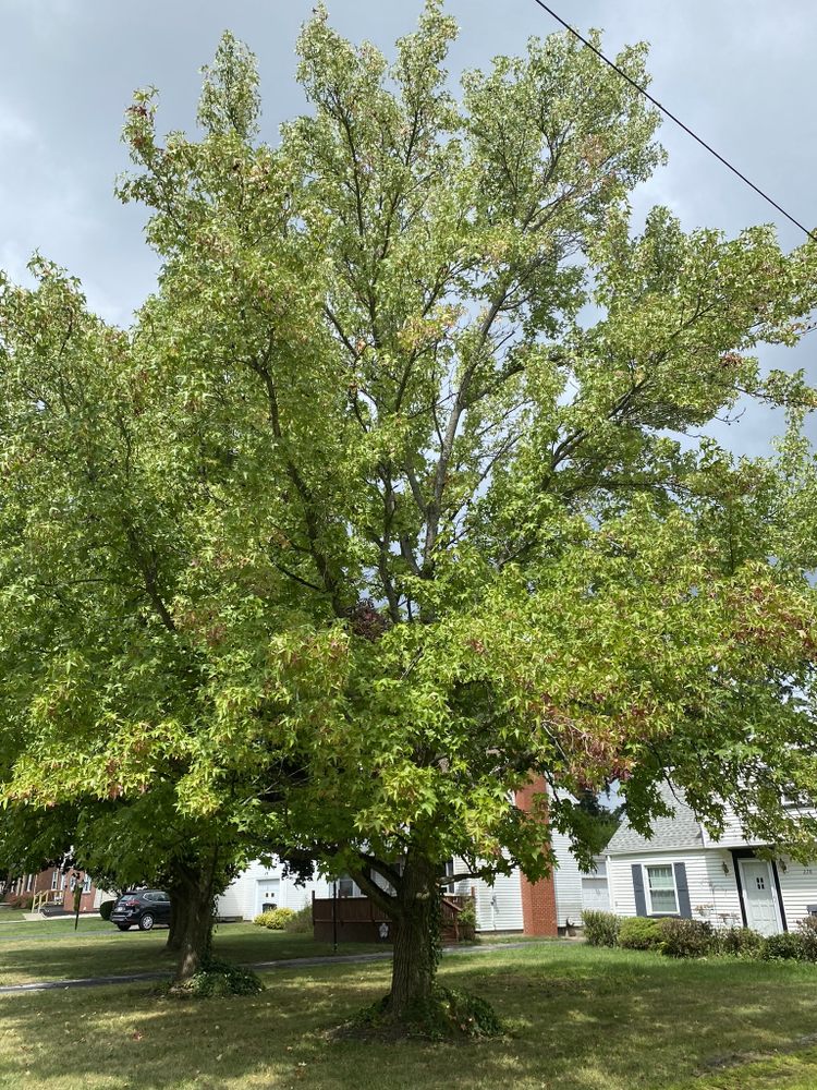 Top Notch Trees