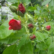 Gartencenter Iserlohn