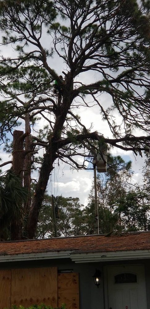 A Fast Response Tree Service