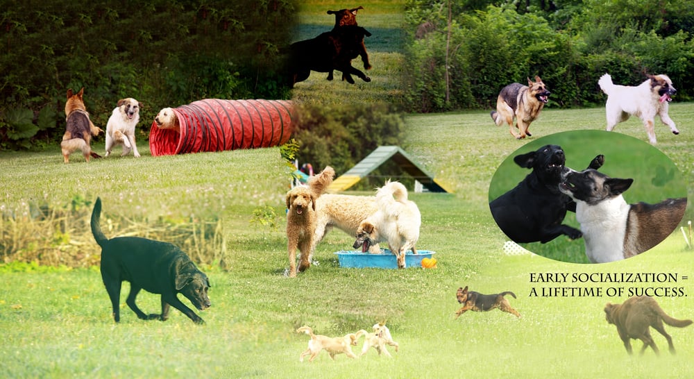 Trifecta Kennels Gilbert Pet Sitting 526 Weir Mountain Rd, Gilbert