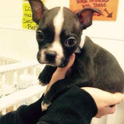 puppy zone knoxville tn puppy zone 25 photos 11 reviews pet stores 8235 kingston pike knoxville tn puppy zone knoxville tn puppy zone 25 photos 11 reviews pet stores 8235 kingston pike knoxville tn