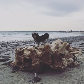 Fortune S Rocks Beach 21 Photos Beaches Fortunes Rd Photo Of Fortune S Rocks Beach Biddeford Me United States Driftwood Fit For