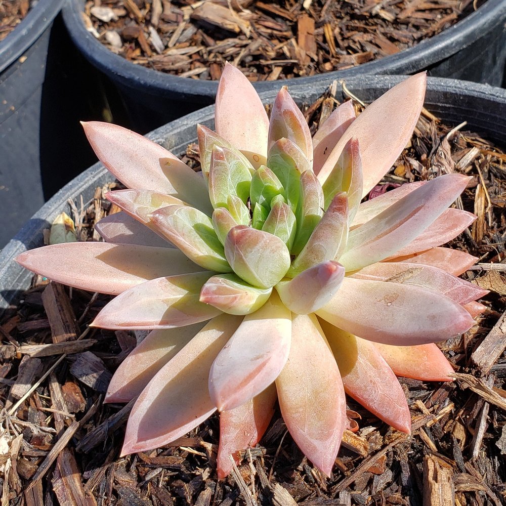 Nava's Growers Nursery