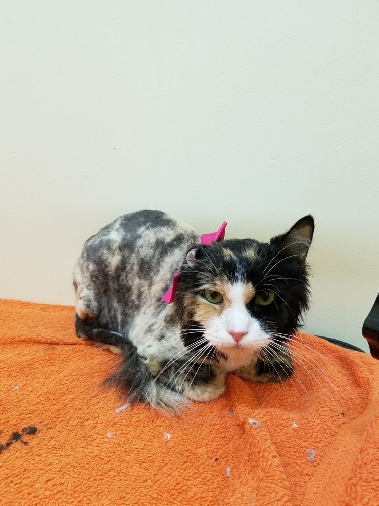 Petland Discounts Fordham 2025