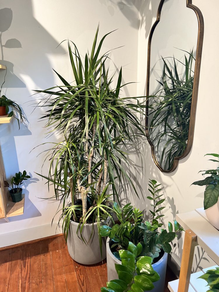 Oasis Plant Shop