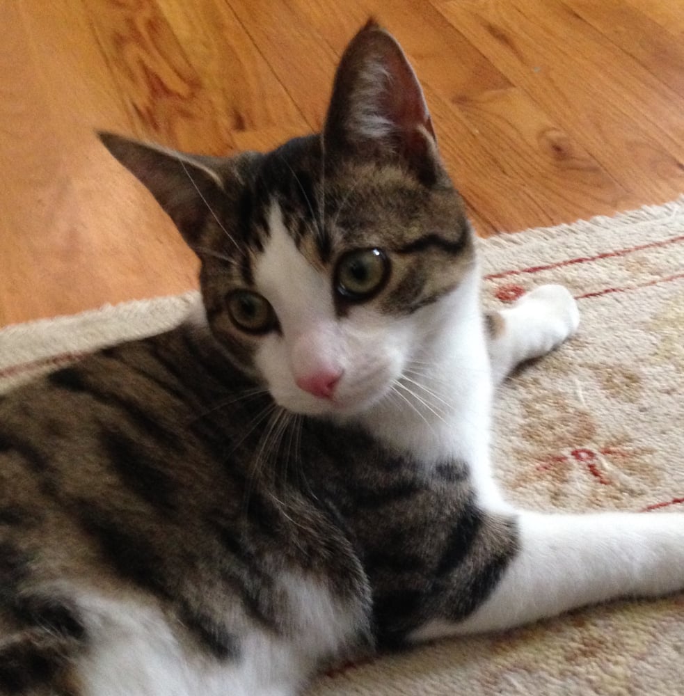 New Beginnings Animal Rescue Animal Shelters 706 Cranbury Rd, East Brunswick, NJ Phone