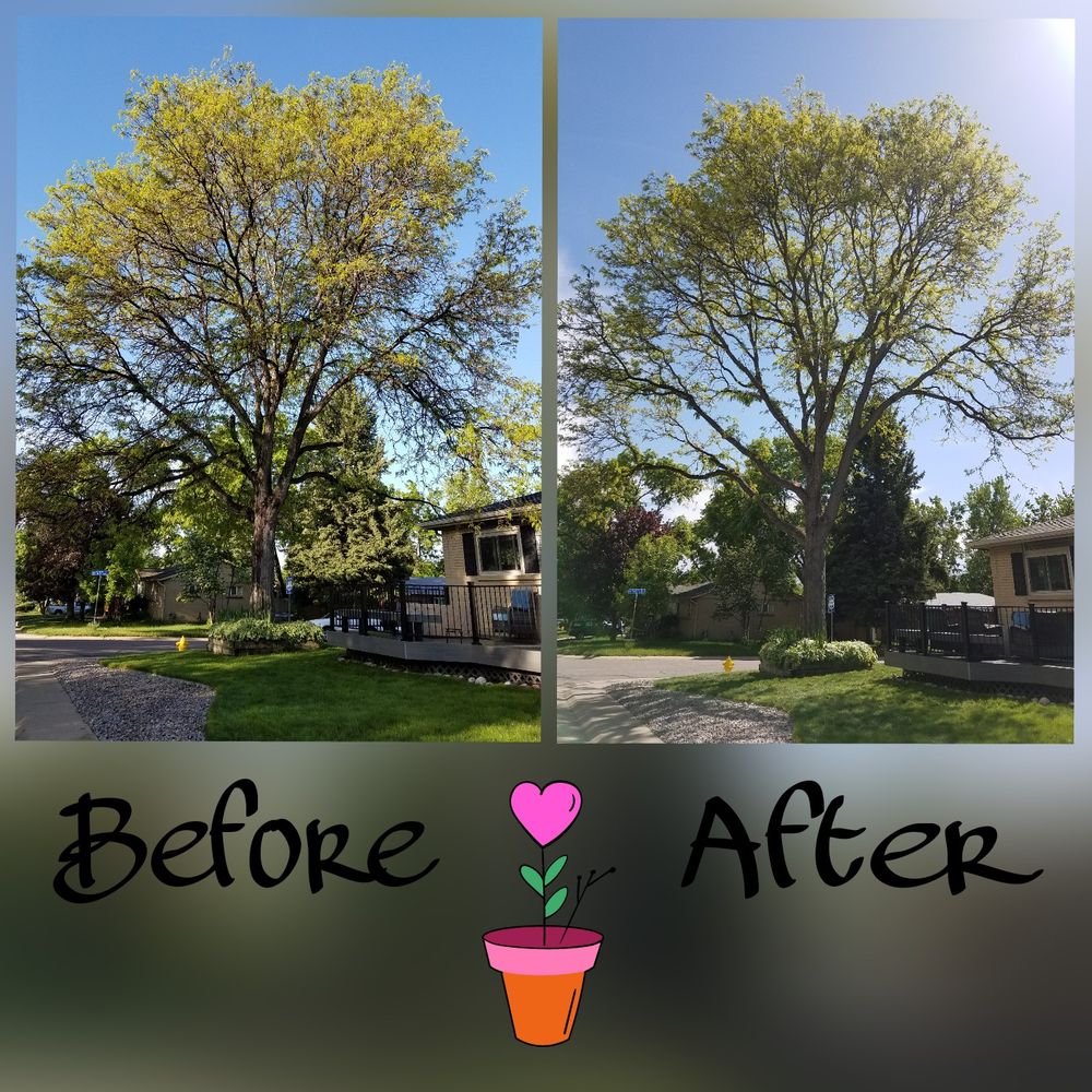 Clean Up Of Honey Locust Tree 42 Years Old Yelp Photo Of Rocky Mountain Tree Care Arvada Co United States Clean Up