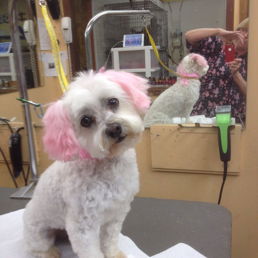 Petticoat Junction Pet Grooming Pet Sitting 8889 Pendleton Pike