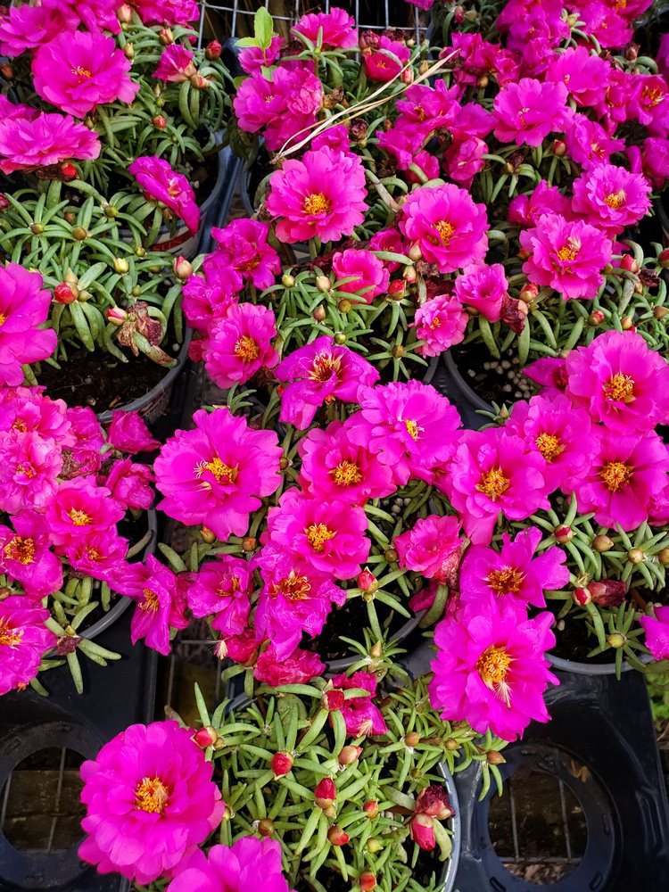 Green Acres Nursery