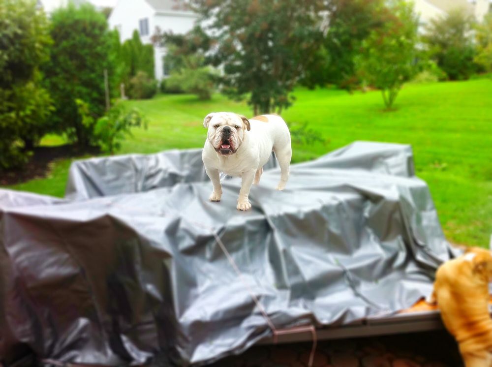 Garden State Veterinary Specialists Gift Card Tinton Falls Nj Giftly