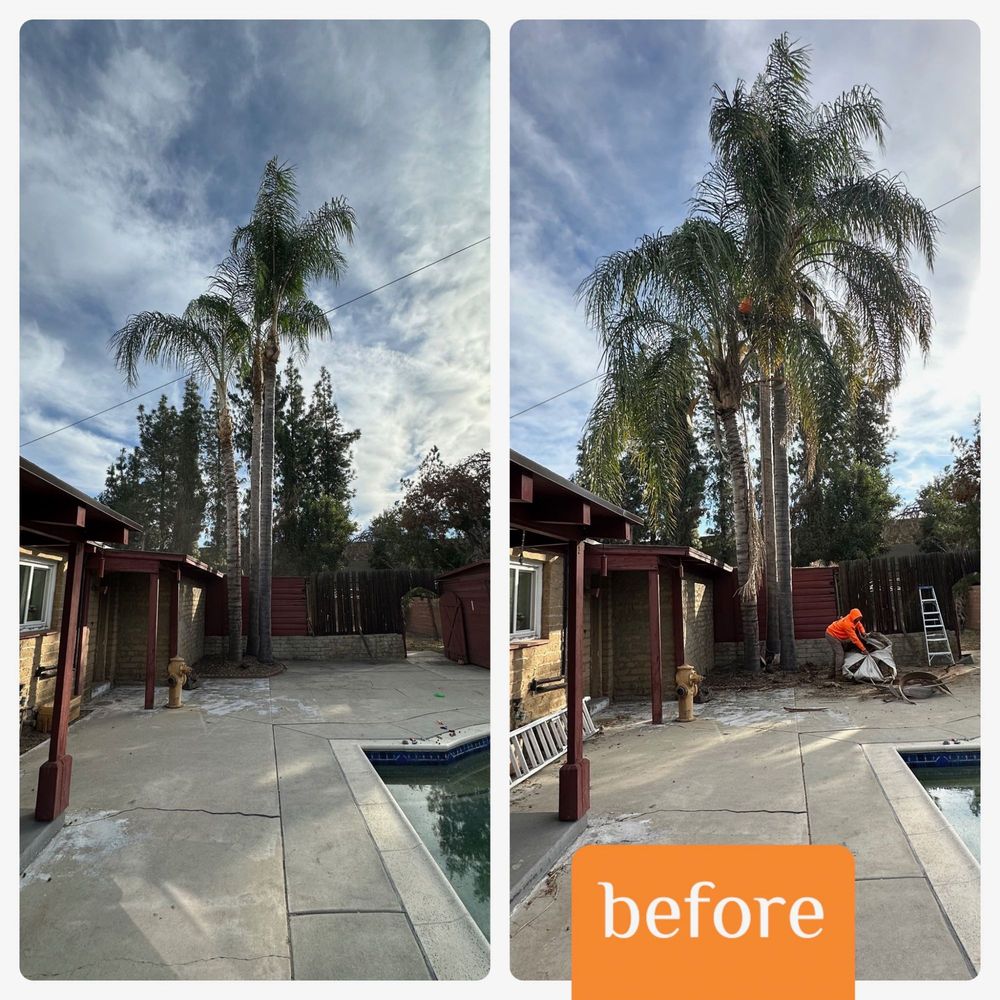 Aguilar Tree Trimming