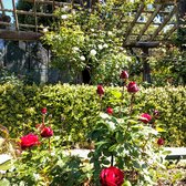 the berkeley rose garden 535 photos 195 reviews botanical gardens 1200 euclid ave north berkeley berkeley ca yelp - Berkeley Rose Garden the berkeley rose garden 535 photos 195 reviews botanical gardens 1200 euclid ave north berkeley berkeley ca yelp - Berkeley Rose Garden