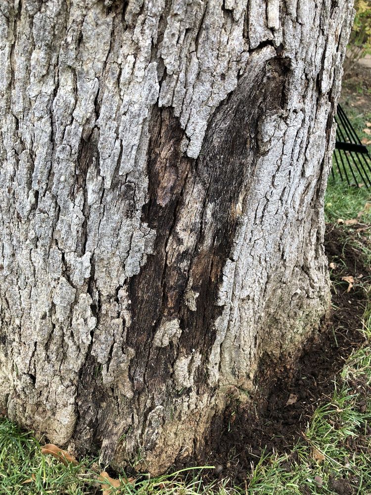 Kerry Kellam Certified and Consulting Arborist